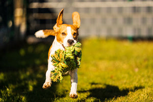 Eco-Friendly Dog Toys for a Green Environment