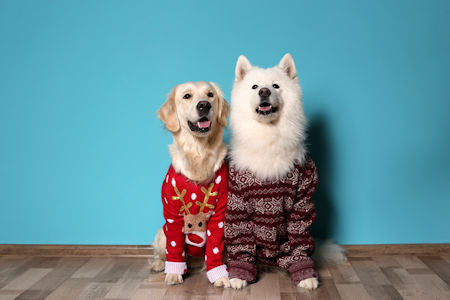 Other Dog Stuffz | Dog Coats & Sweaters