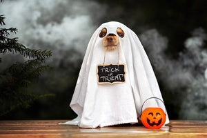 Dressing Up – Pet Costumes for Halloween